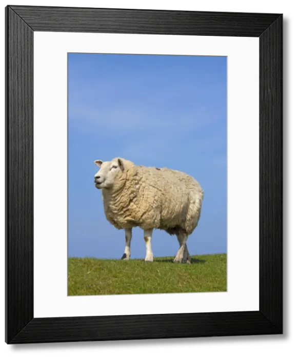 Framed Print : Picture No. 11672430 Framed Print : Picture No. 11672430