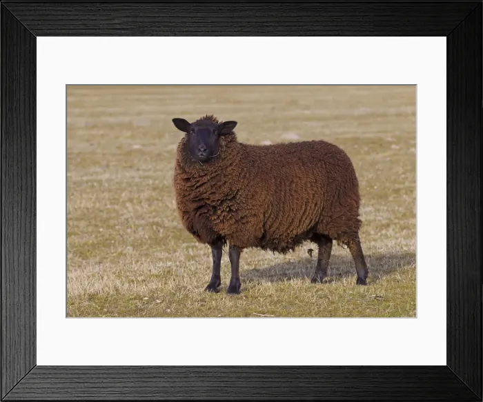 Framed Print : Picture No. 11672433 Framed Print : Picture No. 11672433