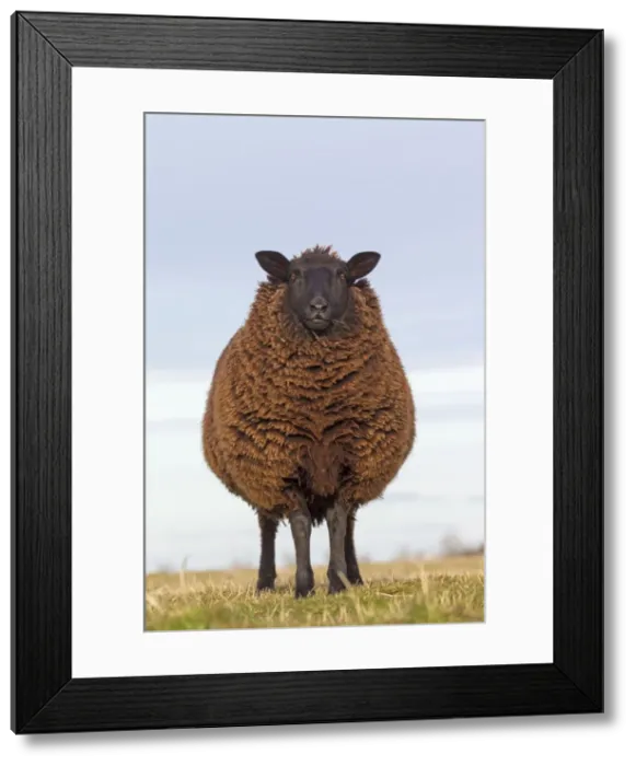 Framed Print : Picture No. 11672434 Framed Print : Picture No. 11672434