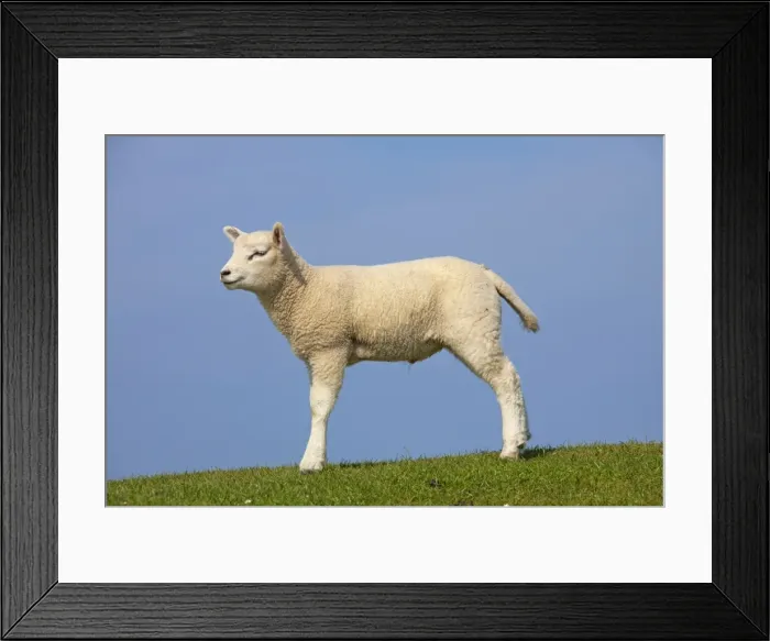 Framed Print : Picture No. 11672436 Framed Print : Picture No. 11672436