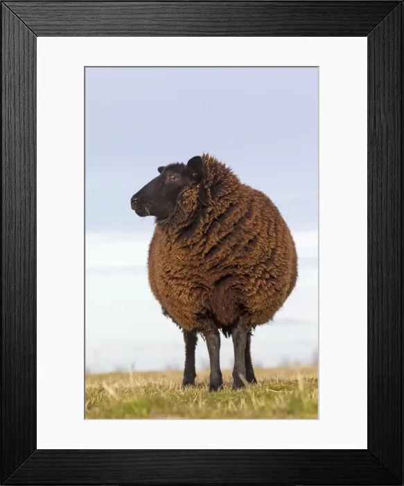 Framed Print : Picture No. 11672435 Framed Print : Picture No. 11672435