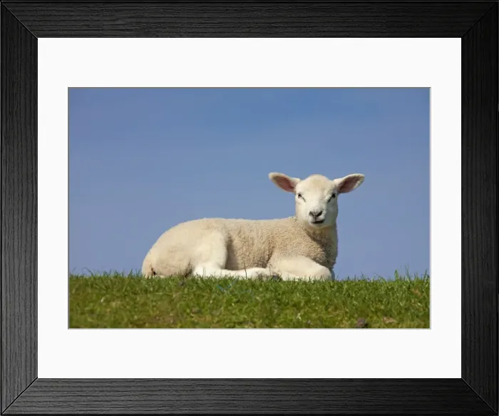 Framed Print : Picture No. 11672438 Framed Print : Picture No. 11672438