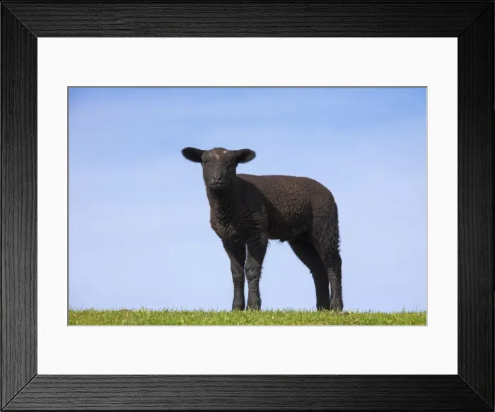 Framed Print : Picture No. 11672437 Framed Print : Picture No. 11672437