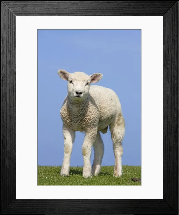 Framed Print : Picture No. 11672439 Framed Print : Picture No. 11672439
