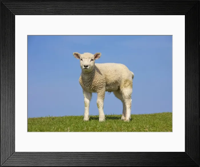 Framed Print : Picture No. 11672440 Framed Print : Picture No. 11672440