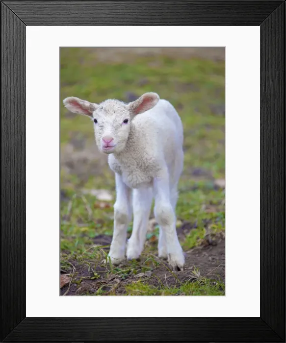 Framed Print : Picture No. 11672441 Framed Print : Picture No. 11672441