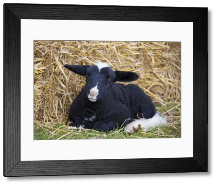 Framed Print : Picture No. 11672442 Framed Print : Picture No. 11672442