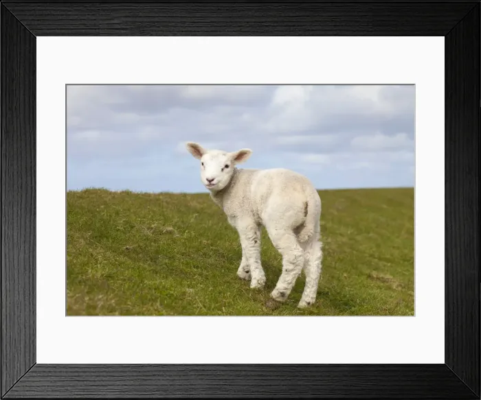 Framed Print : Picture No. 11672443 Framed Print : Picture No. 11672443