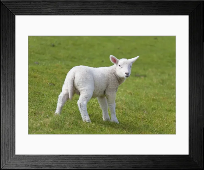 Framed Print : Picture No. 11672444 Framed Print : Picture No. 11672444