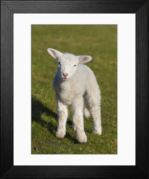 Framed Print : Picture No. 11672445 Framed Print : Picture No. 11672445