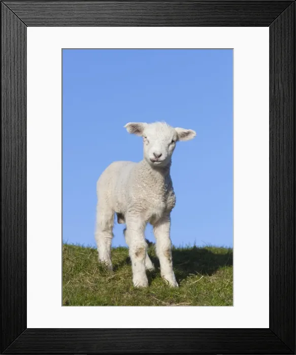 Framed Print : Picture No. 11672446 Framed Print : Picture No. 11672446