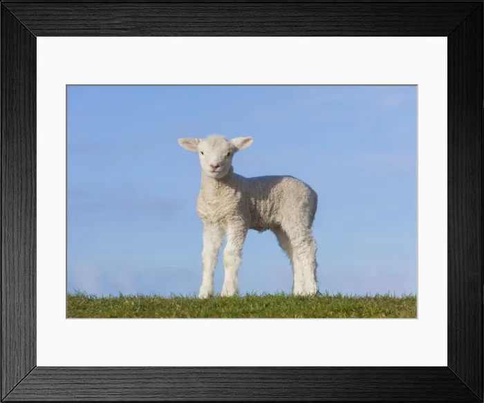Framed Print : Picture No. 11672447 Framed Print : Picture No. 11672447