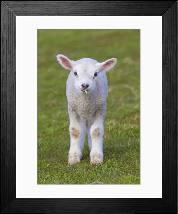 Framed Print : Picture No. 11672448 Framed Print : Picture No. 11672448