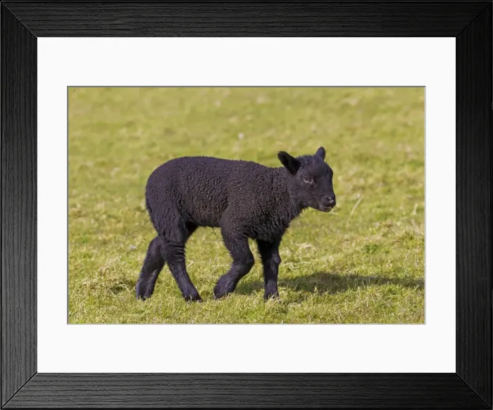 Framed Print : Picture No. 11672449 Framed Print : Picture No. 11672449