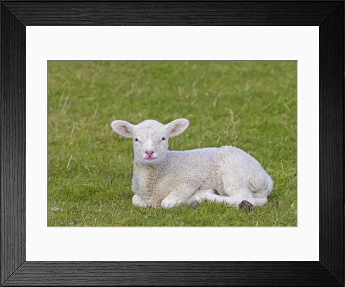 Framed Print : Picture No. 11672450 Framed Print : Picture No. 11672450