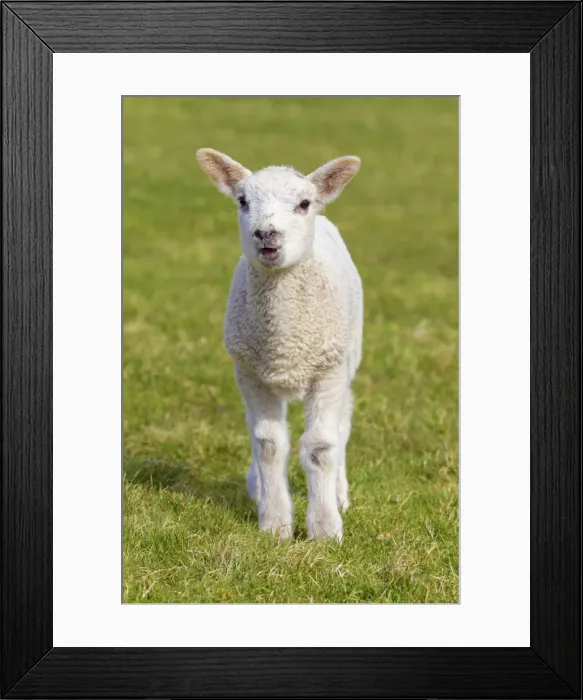 Framed Print : Picture No. 11672451 Framed Print : Picture No. 11672451