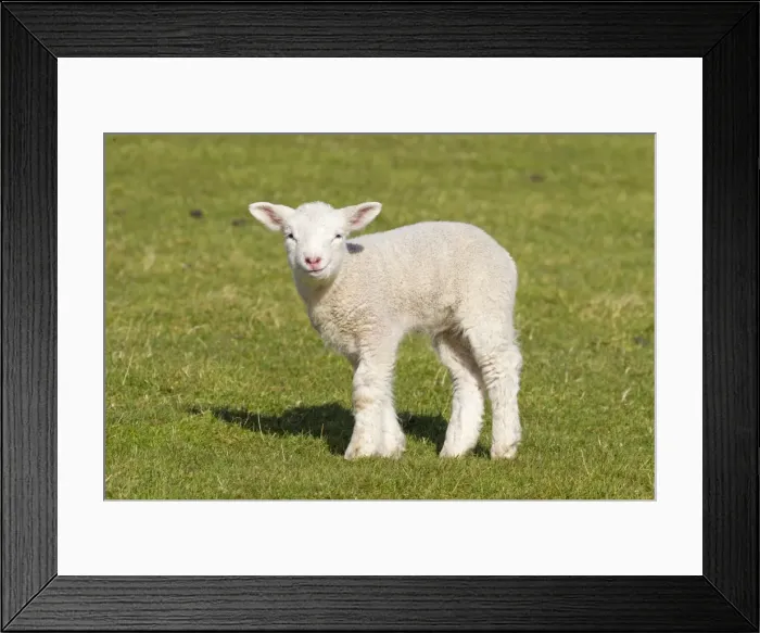 Framed Print : Picture No. 11672452 Framed Print : Picture No. 11672452