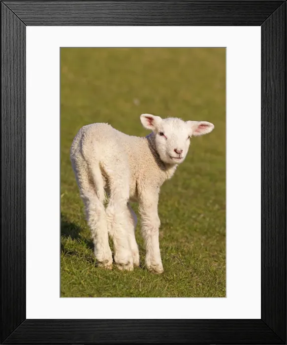 Framed Print : Picture No. 11672453 Framed Print : Picture No. 11672453