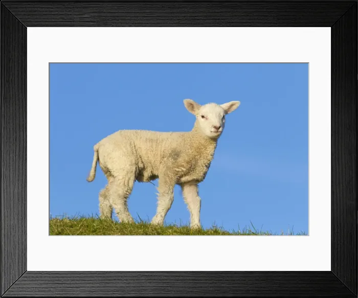 Framed Print : Picture No. 11672454 Framed Print : Picture No. 11672454