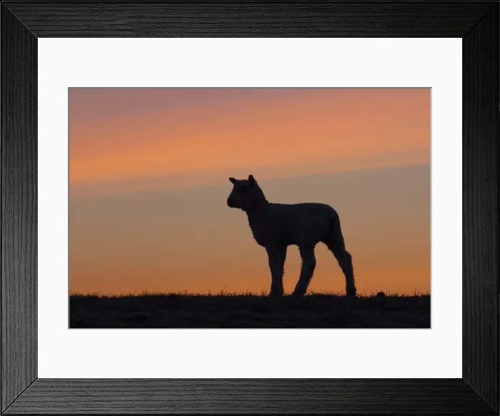 Framed Print : Picture No. 11672455 Framed Print : Picture No. 11672455