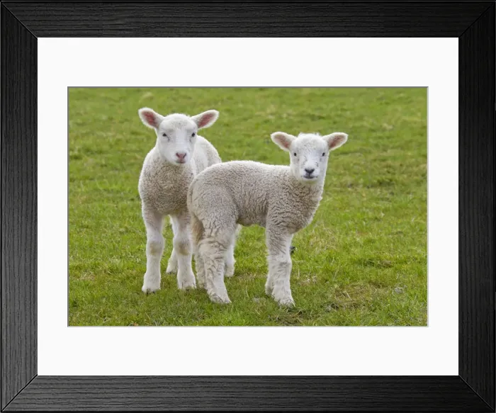 Framed Print : Picture No. 11672456 Framed Print : Picture No. 11672456