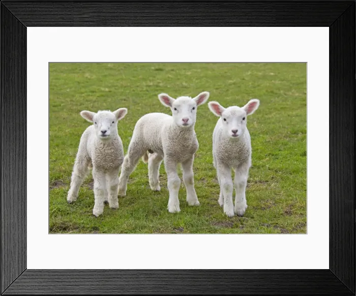 Framed Print : Picture No. 11672457 Framed Print : Picture No. 11672457