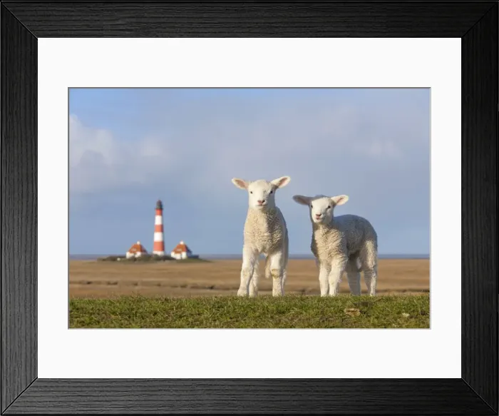 Framed Print : Picture No. 11672458 Framed Print : Picture No. 11672458