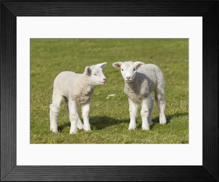 Framed Print : Picture No. 11672459 Framed Print : Picture No. 11672459