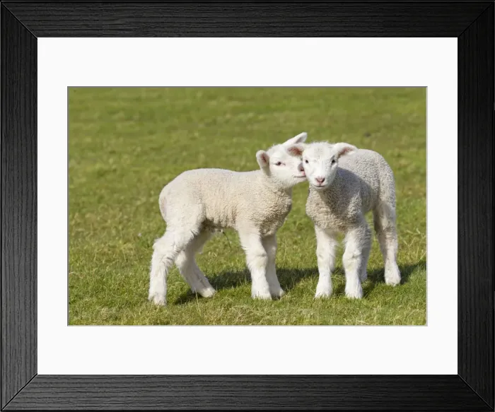 Framed Print : Picture No. 11672460 Framed Print : Picture No. 11672460