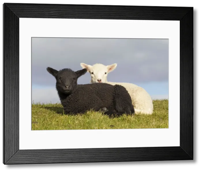 Framed Print : Picture No. 11672462 Framed Print : Picture No. 11672462