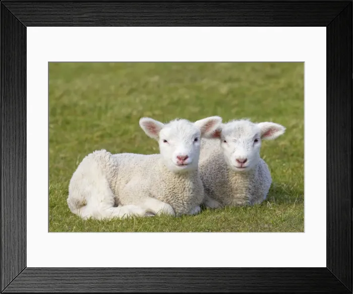Framed Print : Picture No. 11672463 Framed Print : Picture No. 11672463