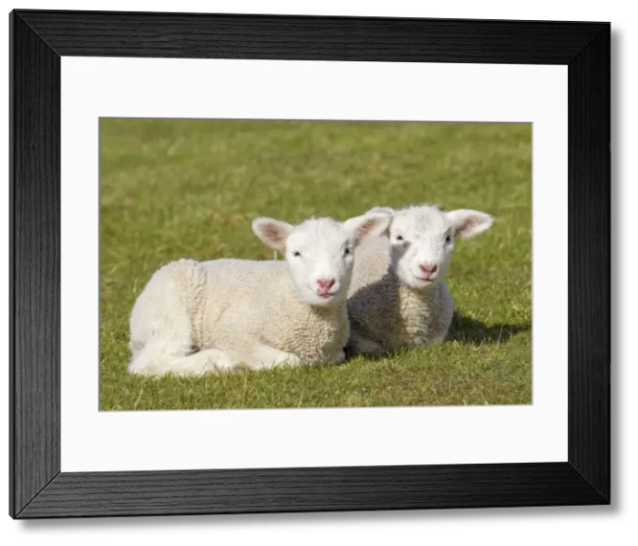 Framed Print : Picture No. 11672461 Framed Print : Picture No. 11672461