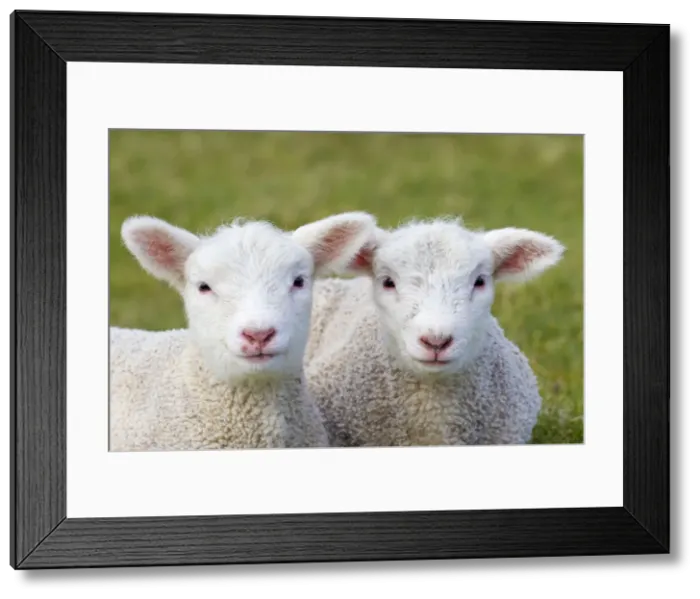 Framed Print : Picture No. 11672464 Framed Print : Picture No. 11672464