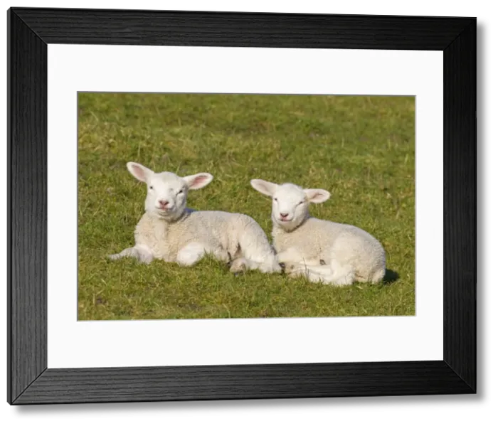 Framed Print : Picture No. 11672465 Framed Print : Picture No. 11672465