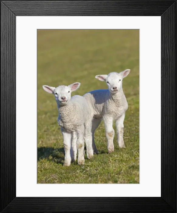 Framed Print : Picture No. 11672466 Framed Print : Picture No. 11672466