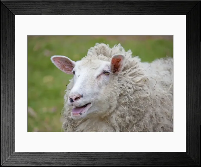 Framed Print : Picture No. 11672467 Framed Print : Picture No. 11672467