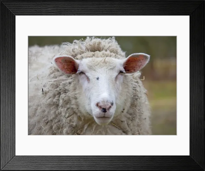 Framed Print : Picture No. 11672468 Framed Print : Picture No. 11672468