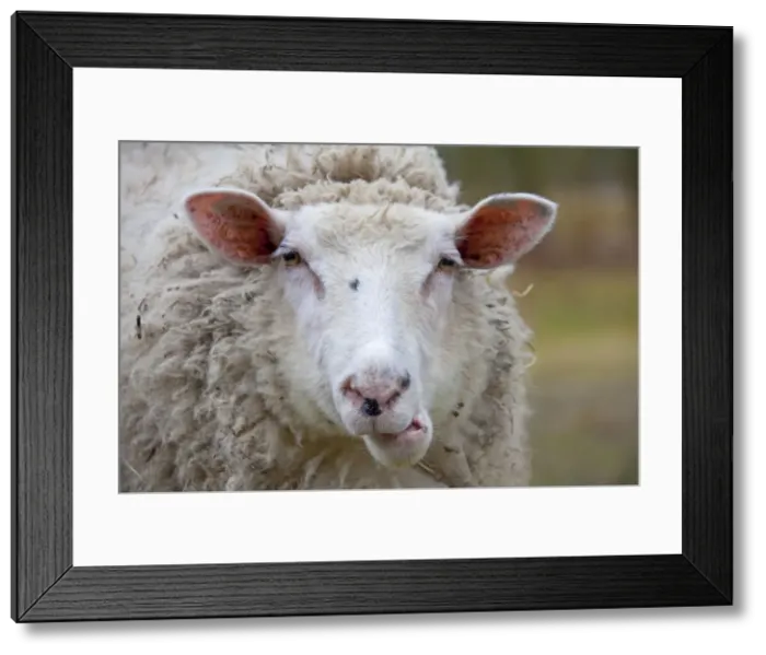 Framed Print : Picture No. 11672469 Framed Print : Picture No. 11672469
