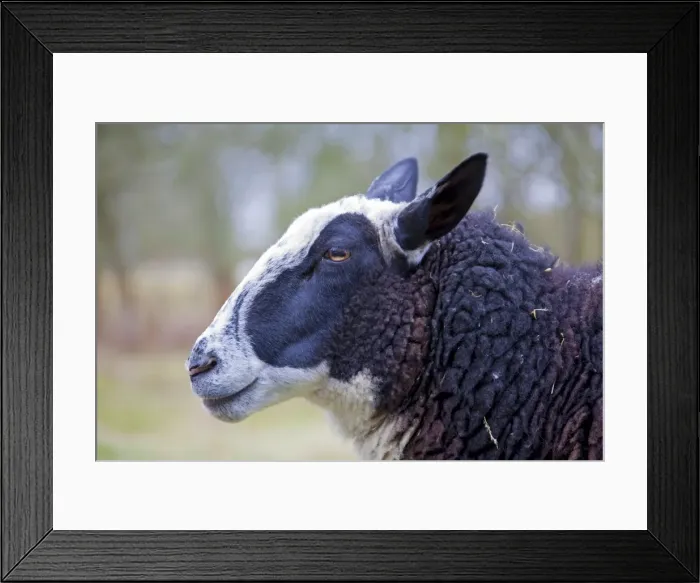 Framed Print : Picture No. 11672470 Framed Print : Picture No. 11672470