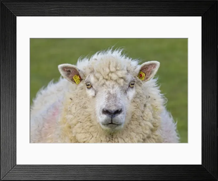 Framed Print : Picture No. 11672471 Framed Print : Picture No. 11672471