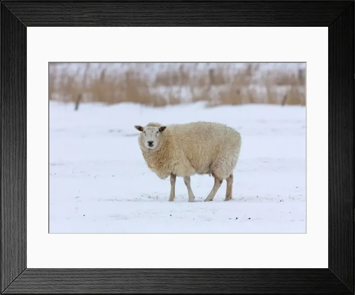 Framed Print : Picture No. 11672472 Framed Print : Picture No. 11672472