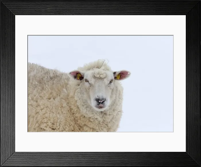 Framed Print : Picture No. 11672473 Framed Print : Picture No. 11672473