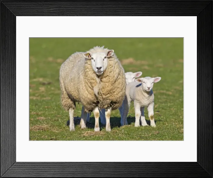 Framed Print : Picture No. 11672474 Framed Print : Picture No. 11672474