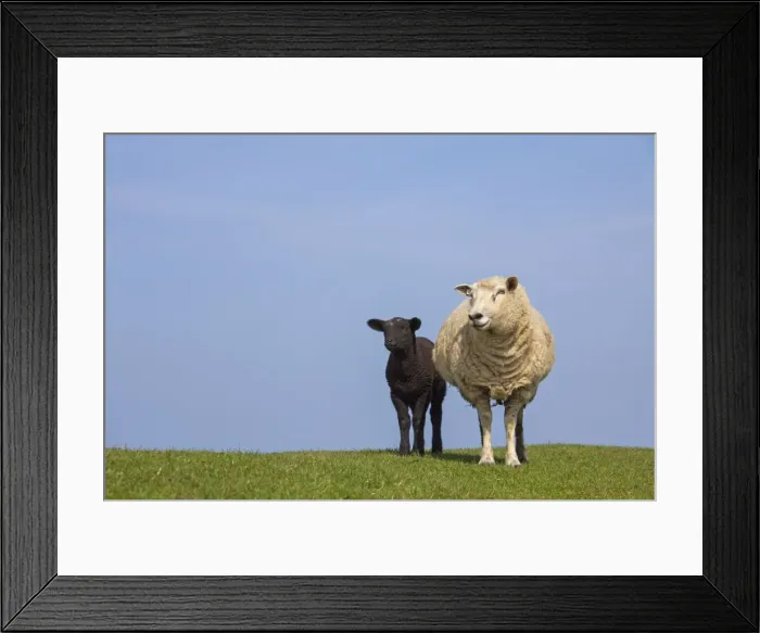 Framed Print : Picture No. 11672476 Framed Print : Picture No. 11672476