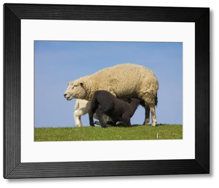Framed Print : Picture No. 11672477 Framed Print : Picture No. 11672477
