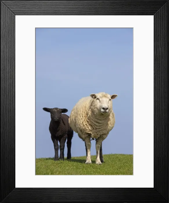 Framed Print : Picture No. 11672475 Framed Print : Picture No. 11672475