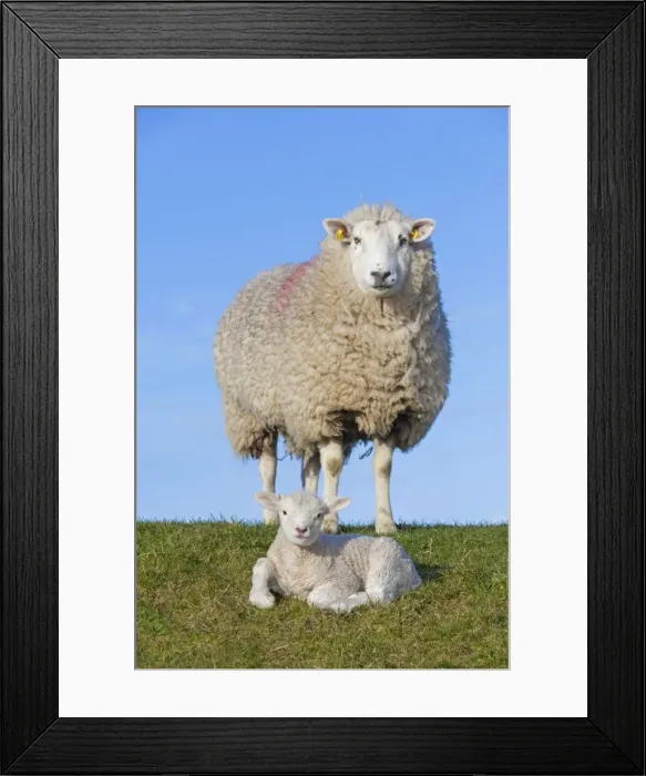 Framed Print : Picture No. 11672479 Framed Print : Picture No. 11672479