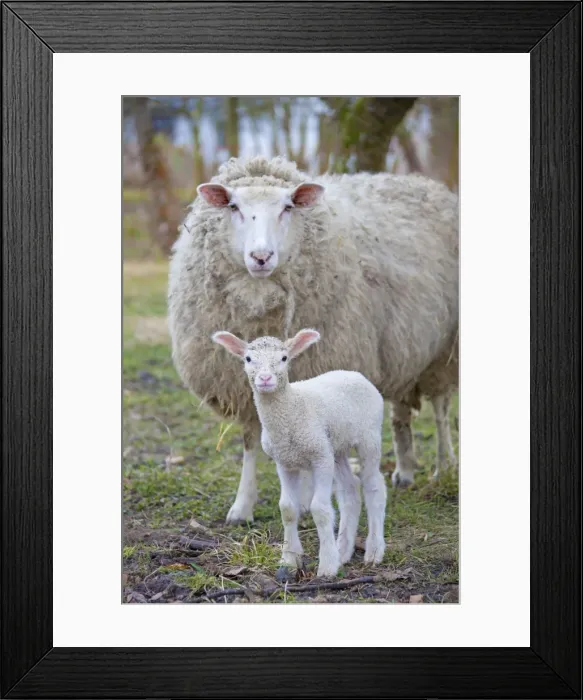 Framed Print : Picture No. 11672478 Framed Print : Picture No. 11672478