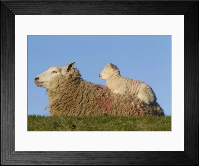 Framed Print : Picture No. 11672480 Framed Print : Picture No. 11672480
