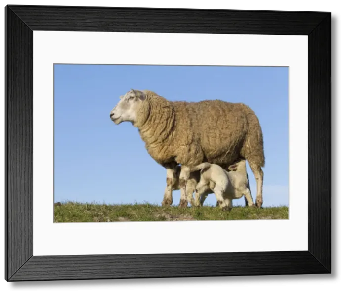 Framed Print : Picture No. 11672481 Framed Print : Picture No. 11672481